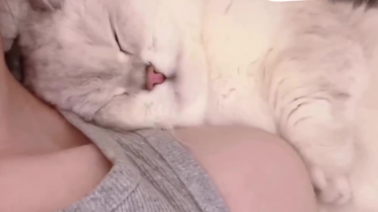 Cute cat