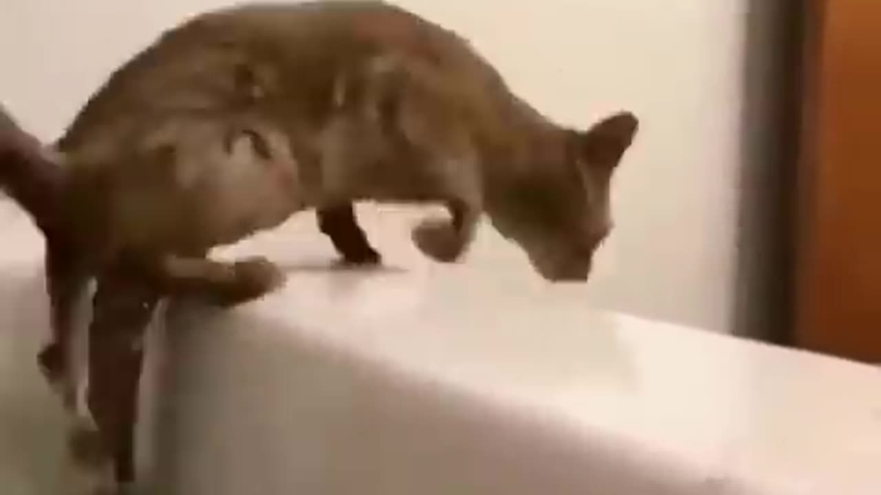 Animals funniest moments