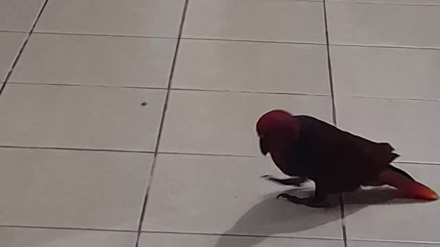 My cute eclectus parrot