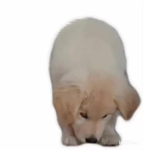 Cute Puppy Gif! 🐶