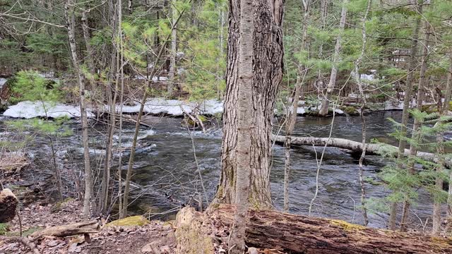 Otter's first spring forage for crayfish