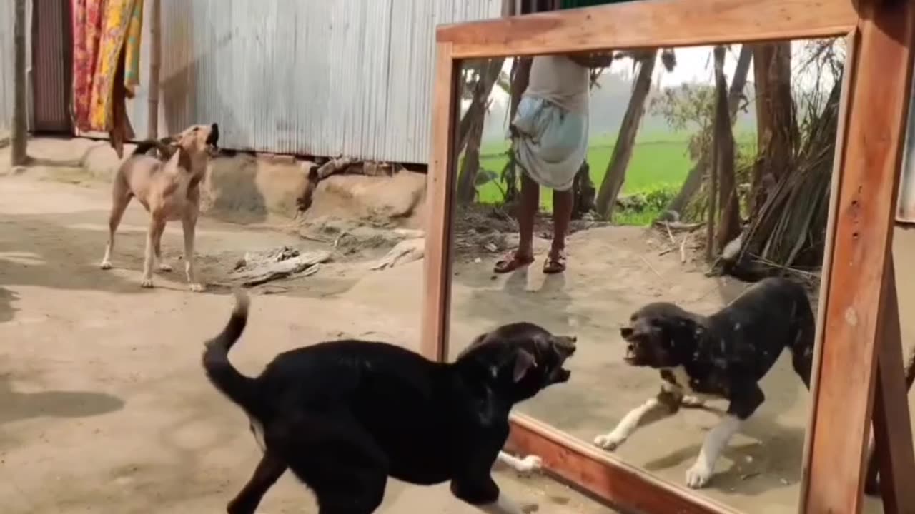 Dog funny videos | dog and mirror