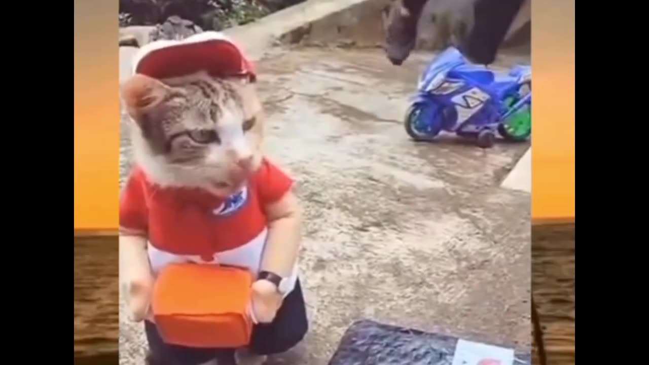 Cat courier