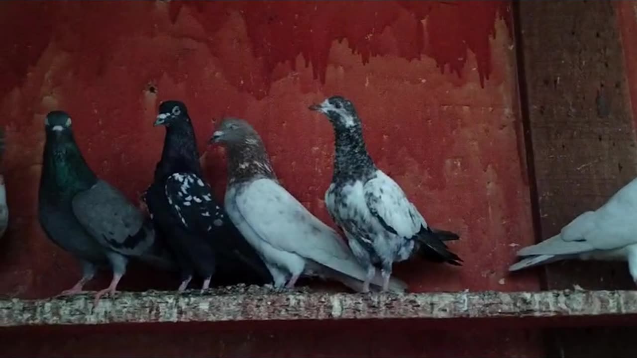 Beautiful pigeon breeder pair best flying