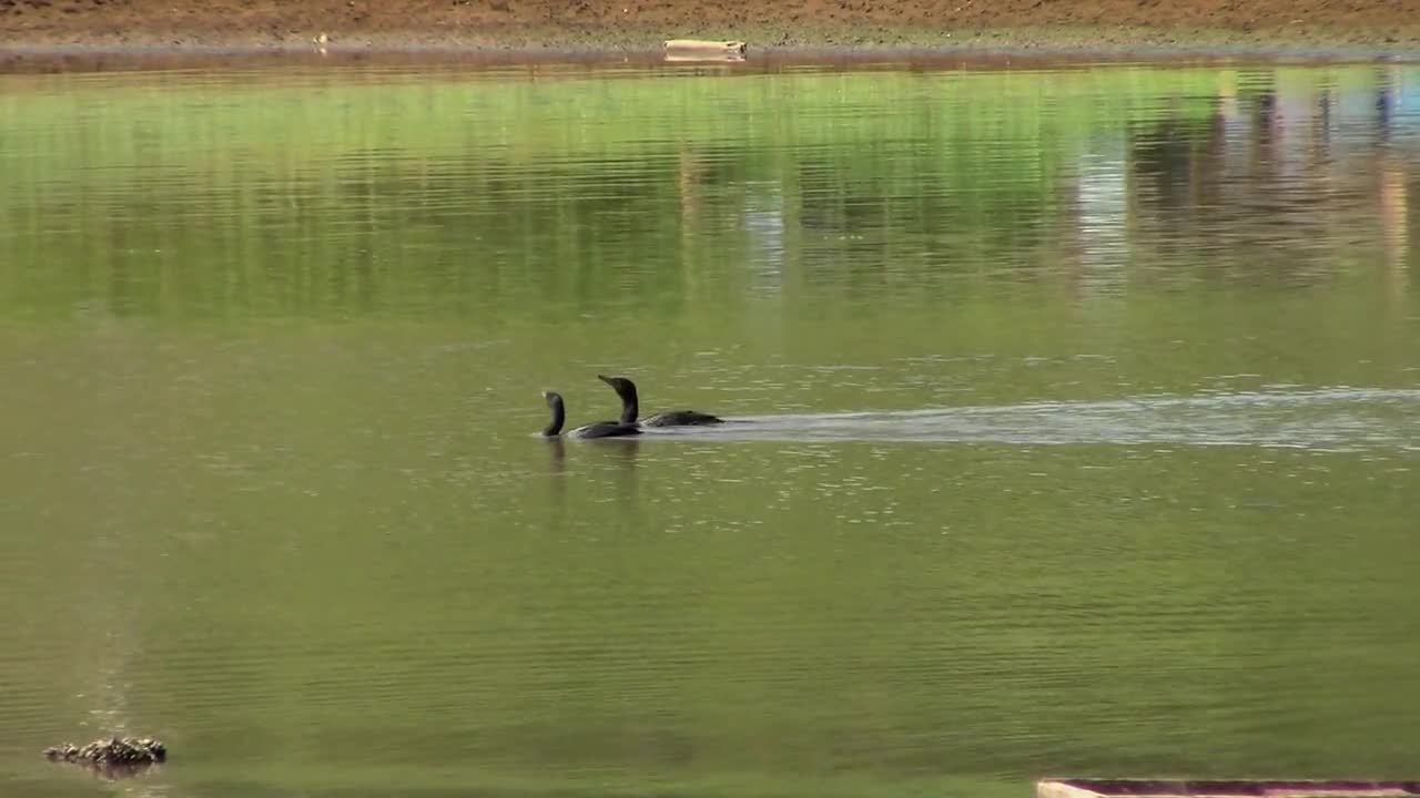 Ducks Water Lake Nature Animal Pond Swim Wild 🤩🤩