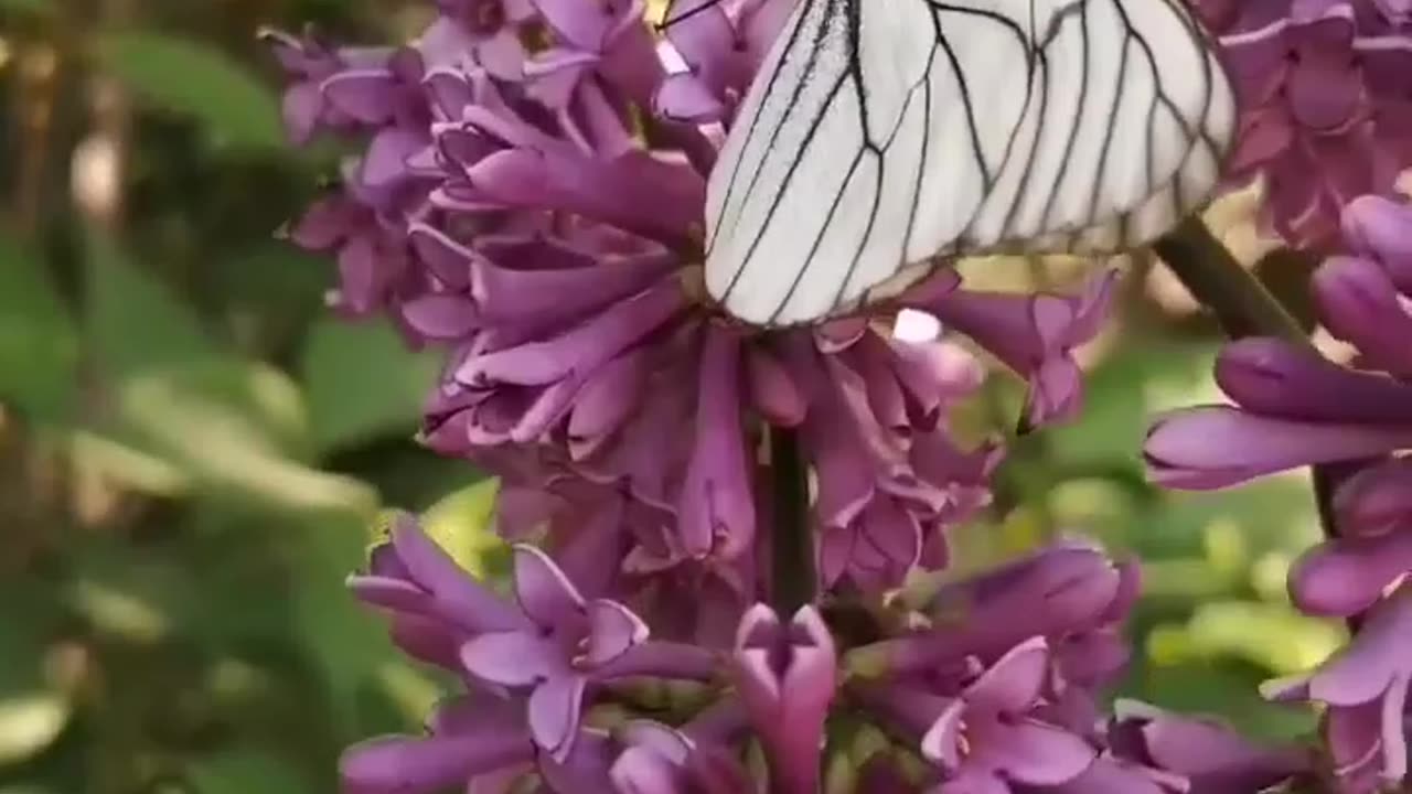 Beautiful Flowers with Butterfly 🦋💕