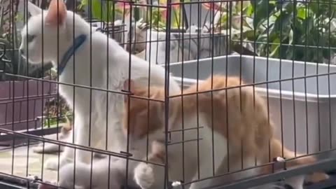 Funny Animal Videos 2023 😂-