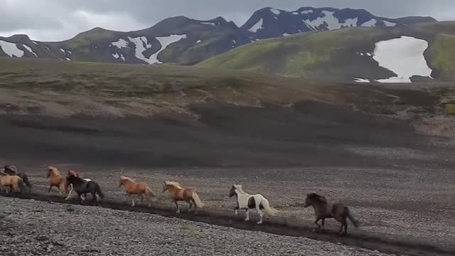 Running Horses beautiful view