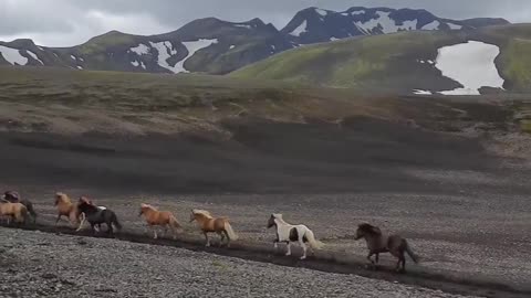 Running Horses beautiful view