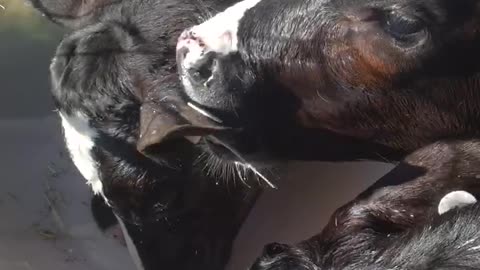 Calf won't moooove!