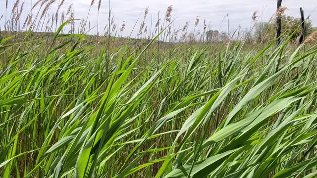 Wind through the tall grass