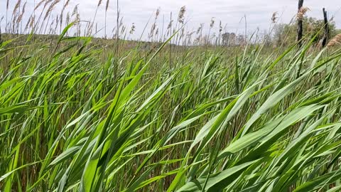 Wind through the tall grass