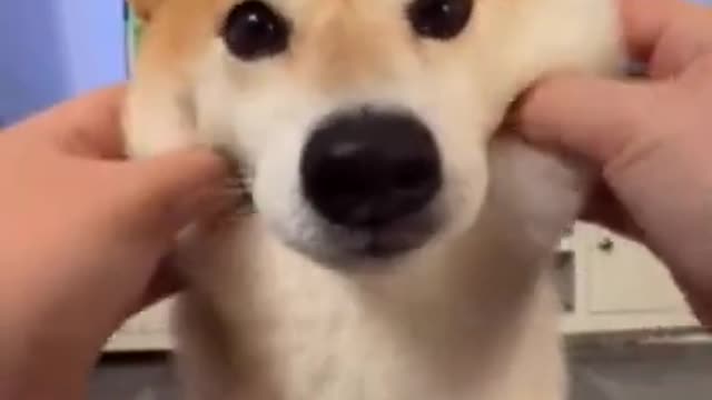 Funny Dog Videos That Will Make You Laugh