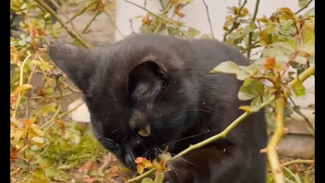 farmer cat