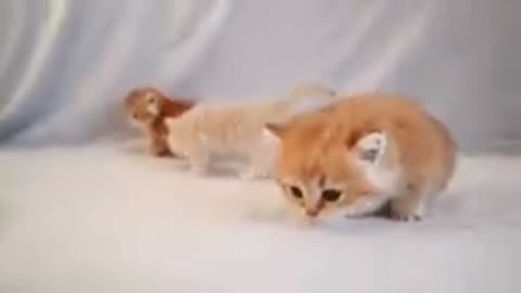 Funny video clips 2023 cats pets animals funny video