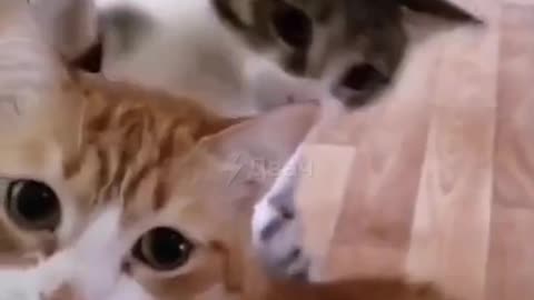 funny cat