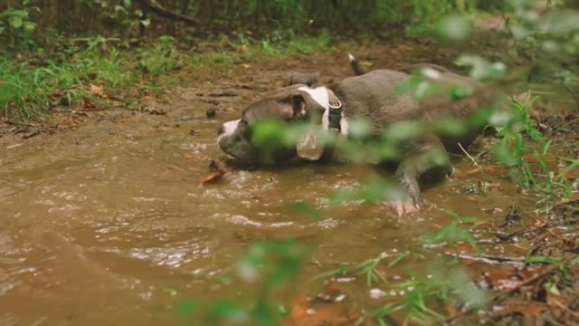 A Dog Getting Wet In The Creek