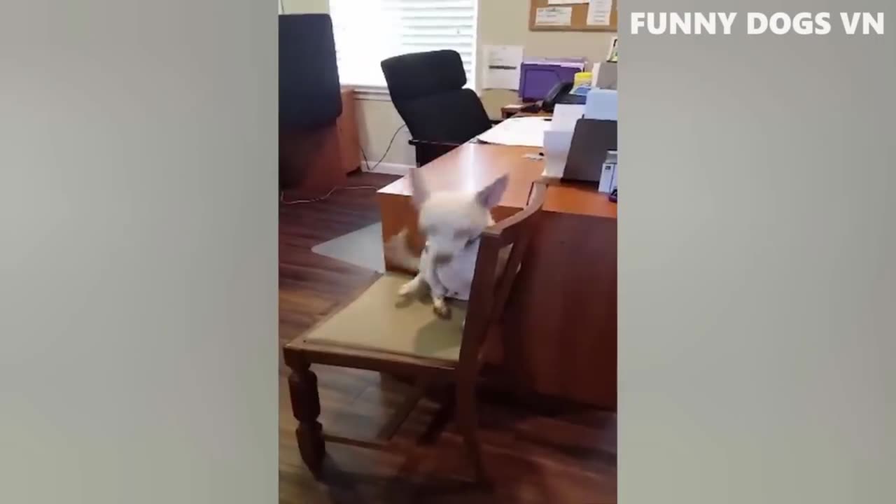 Best Funniest Animals 2023 😍 Funniest Dogs And Cats Videos 🐱🐶 #1