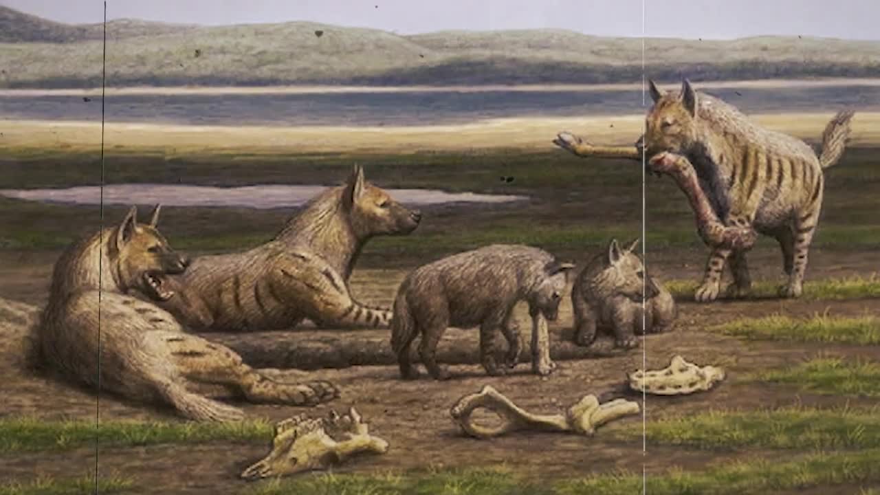 Why Are There No Hyenas In North America?-10