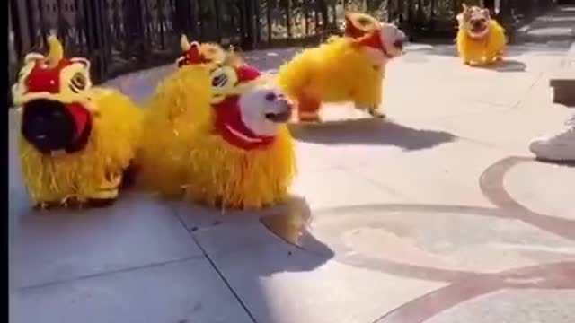 cute funny lion dancing dog