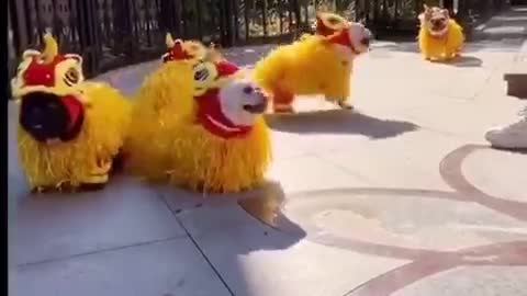 cute funny lion dancing dog