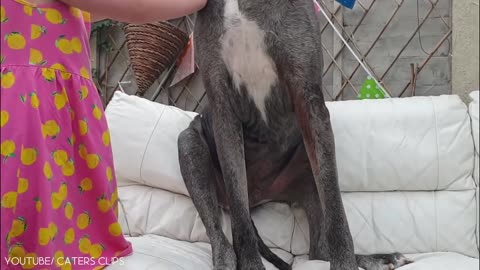 11 Biggest Dogs in the World