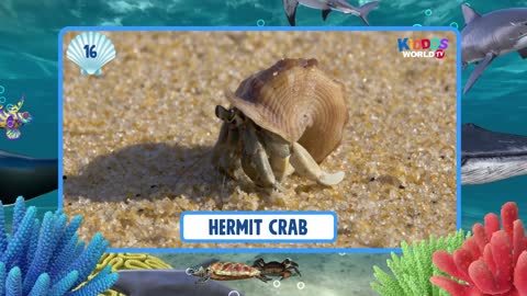 Learning Aquatic Animals Names and Videos: 100 Sea Animals