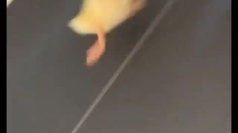 animalsbeingsilly for the funniest animal