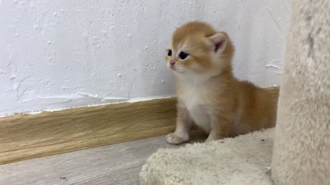 Dad cat will never get used to meeting a kitten