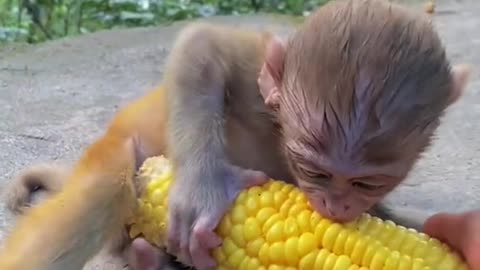 Little monkey and corn