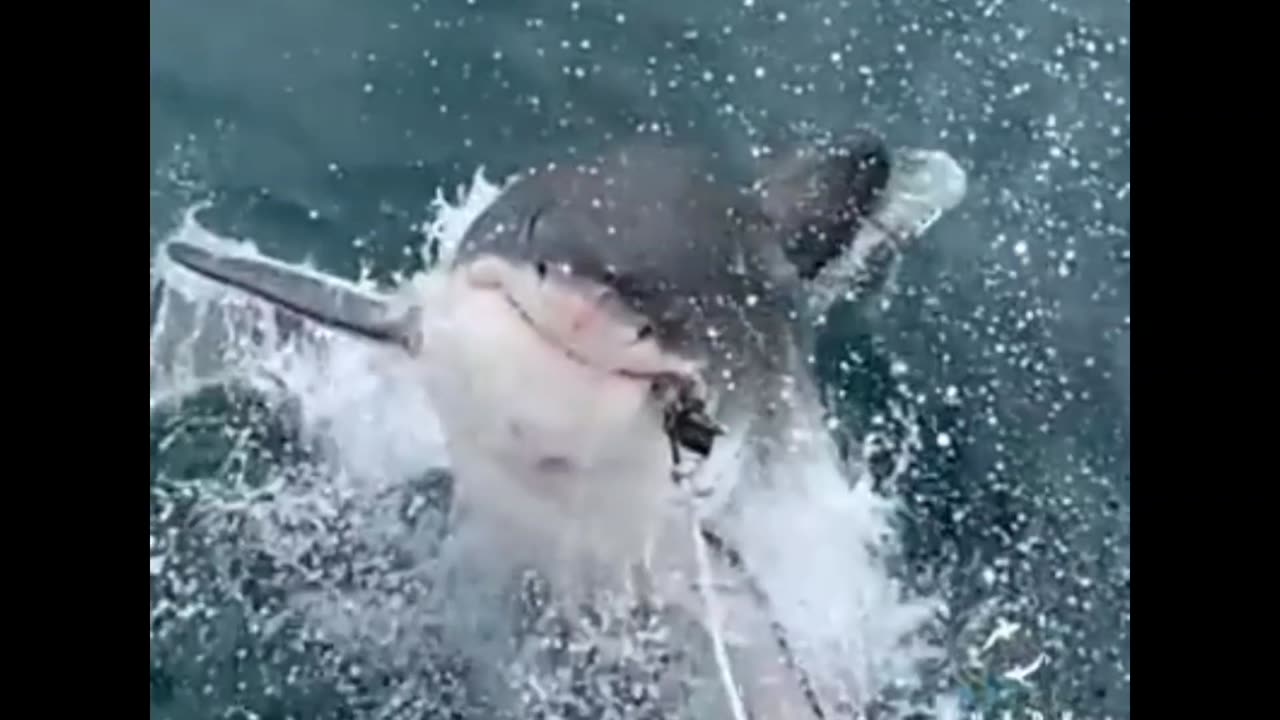 Great White Shark coming up from the deep!