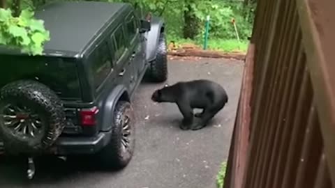 Dad Voice Works to Scare Bear Away