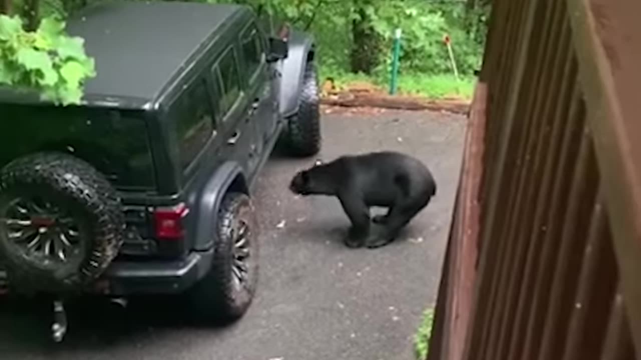 Dad Voice Works to Scare Bear Away