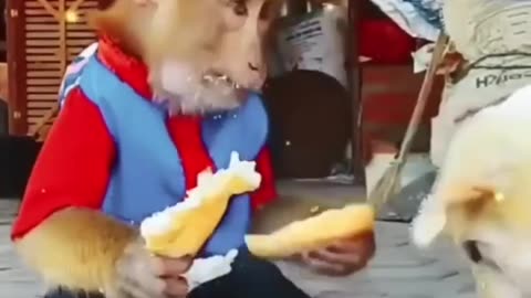 Funny animal