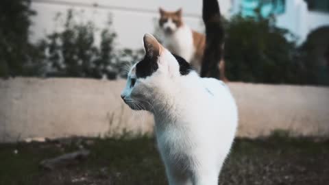 Cat having fresh air on the roof