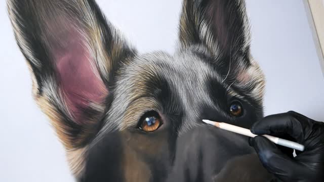 Beginner Pastels Drawing a Realistic German Shepard Dog!