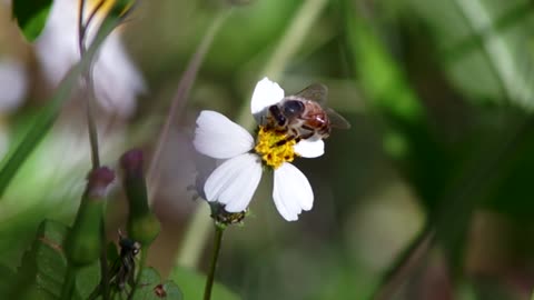 Honey Bees