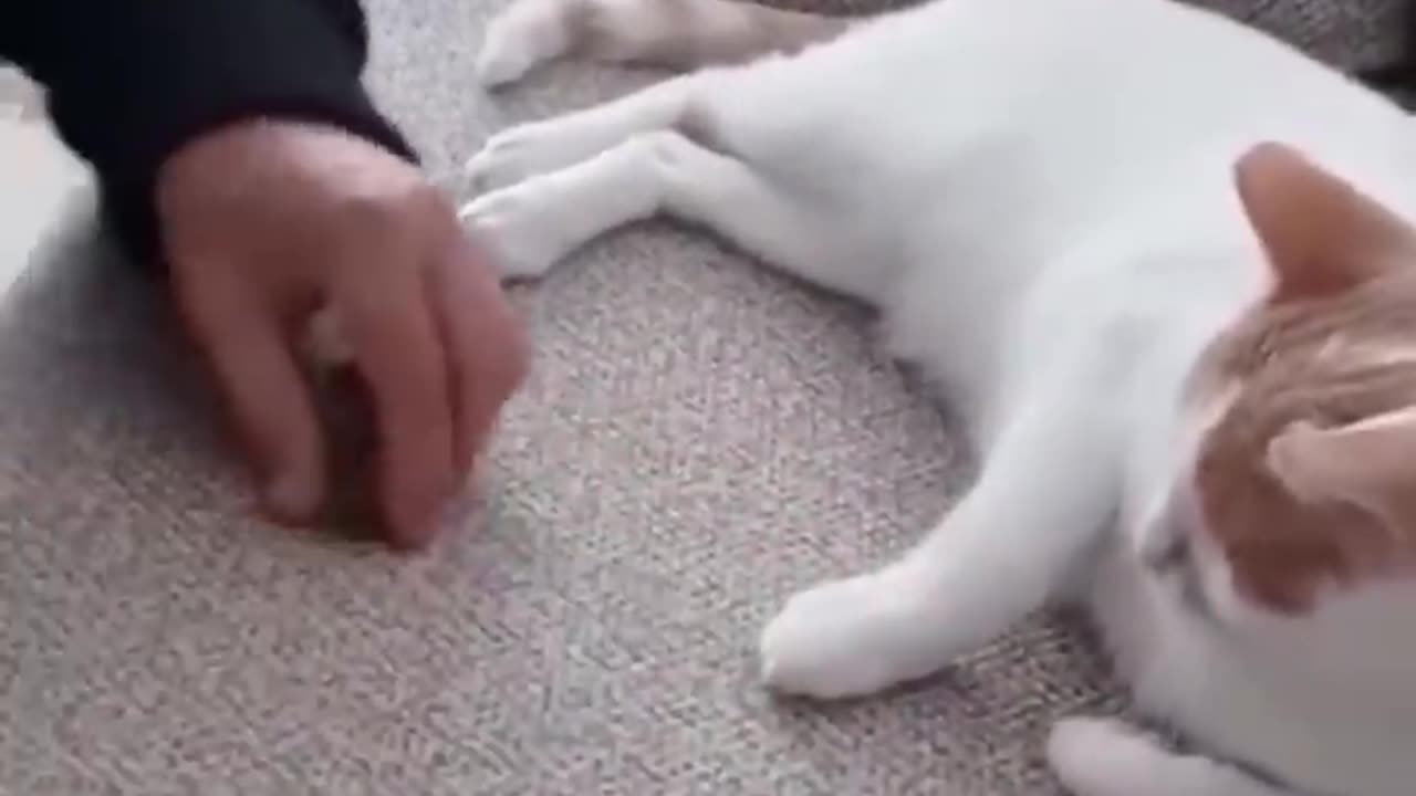 Funny animal video 2023