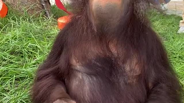 It's so cute to watch the little orangutans eat