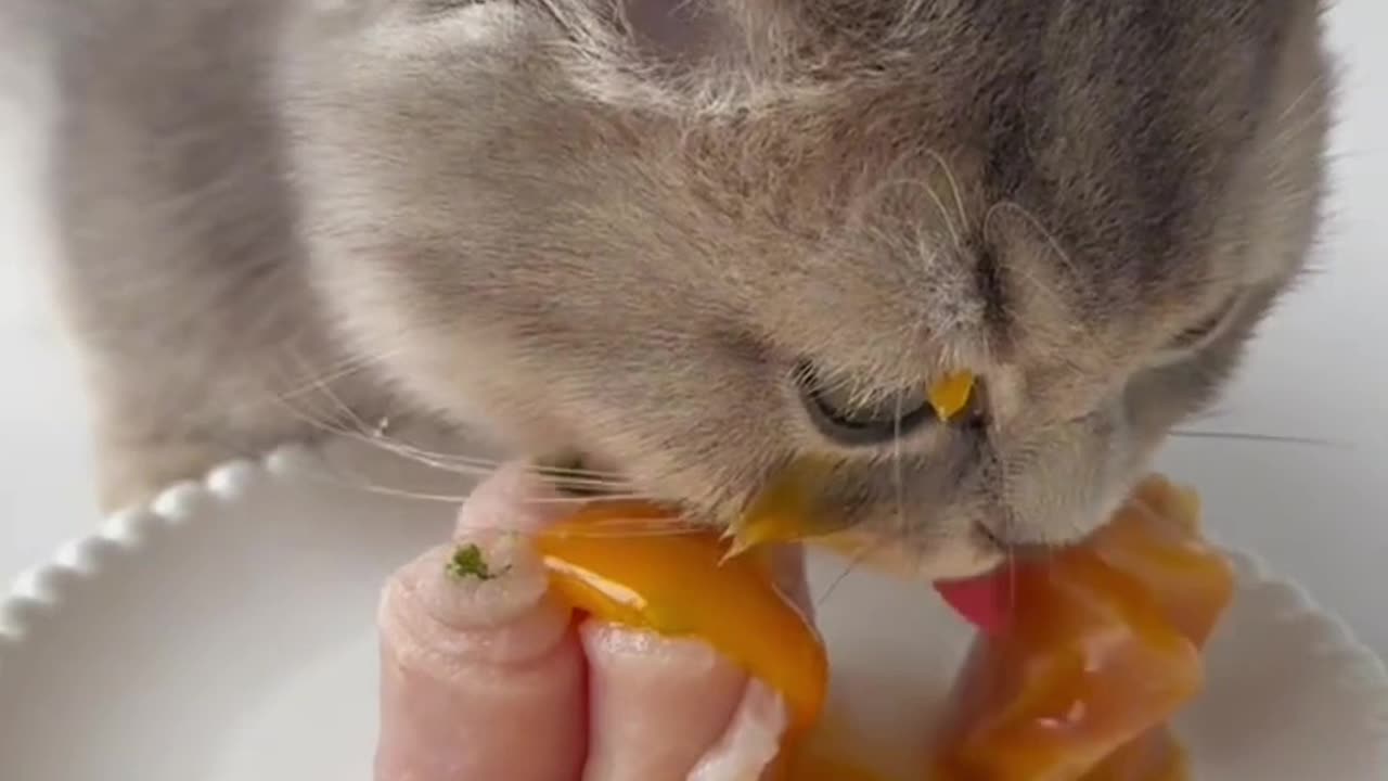 Cat Eating ASMR