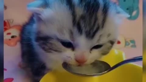 Baby Cats - Cute and Funny Baby Cat Videos Compilation