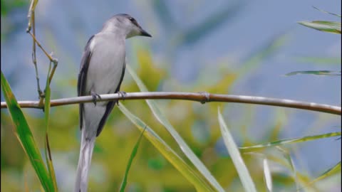 Red-headed Minivet