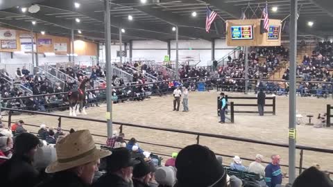 $100,000 Clydesdale Stallion at Topeka!