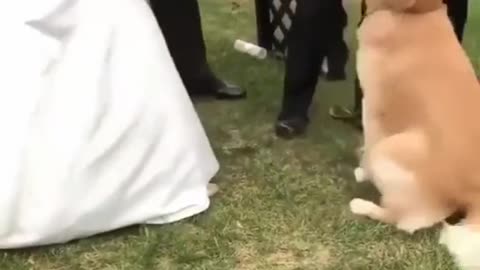 ADORABLE DOG BRING THE RING FOR THE BRIDE AND THE GROOM.mp4