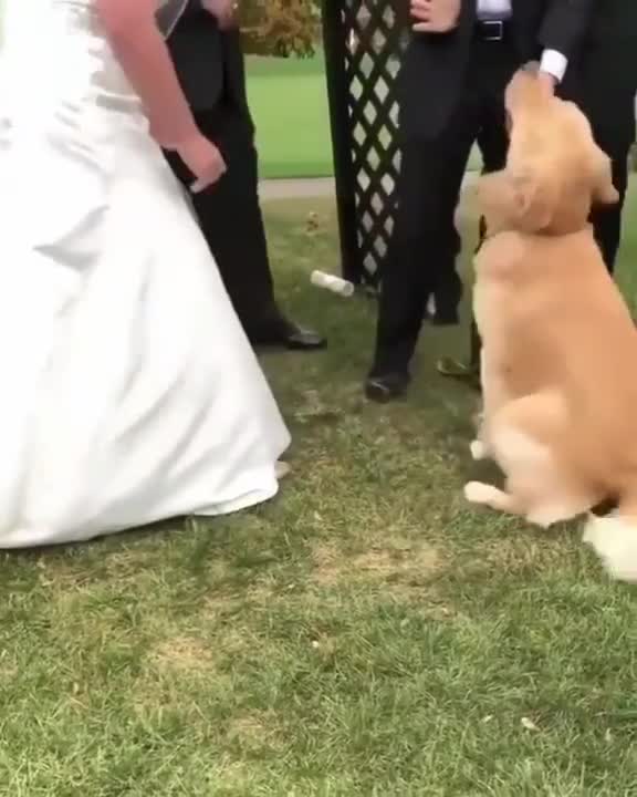ADORABLE DOG BRING THE RING FOR THE BRIDE AND THE GROOM.mp4