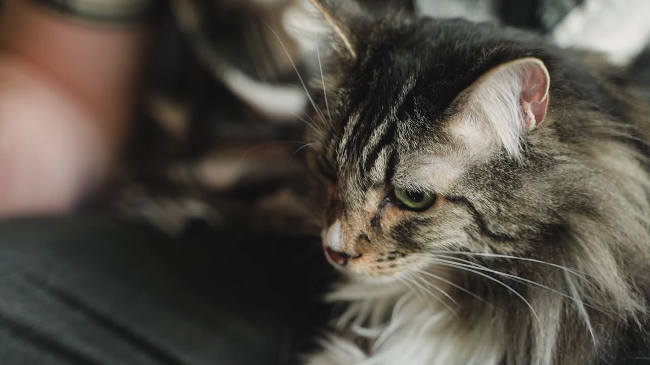 Person Touching a Cat