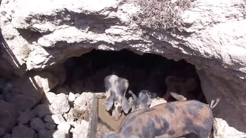 Cyprus, Paphos, Akamas, Animals & Plants, Pigs in their cave