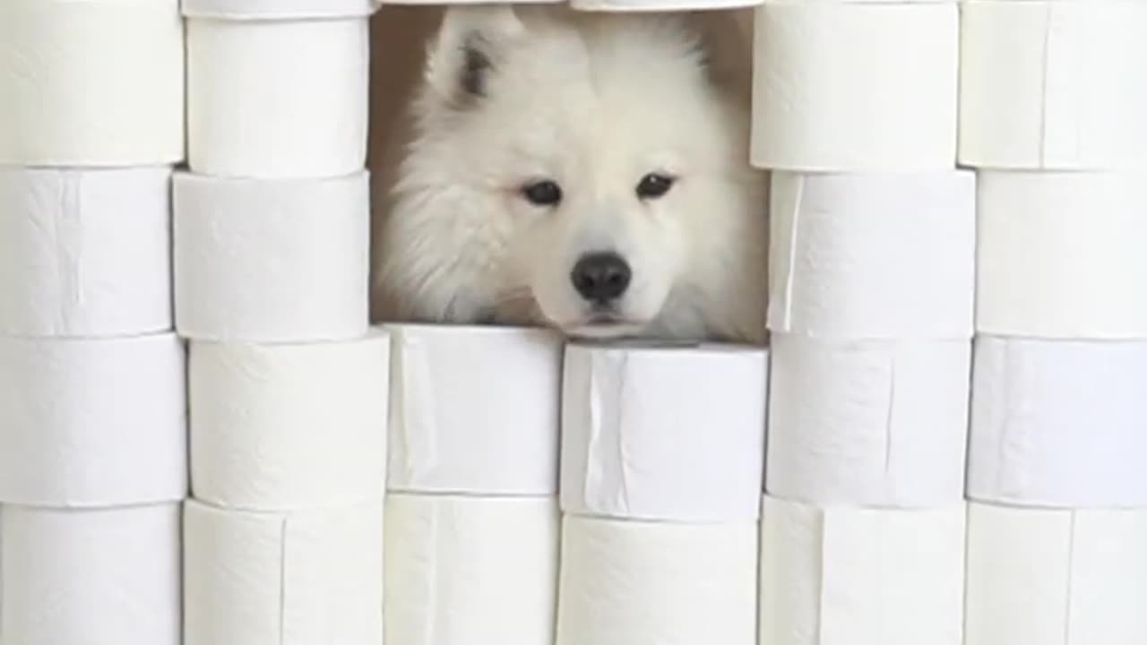 Toilet Paper Challenge With My Dog 🧻 #Dog