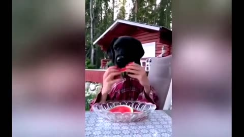 New Funny Animals, Funniest Cats and Dogs Videos 108