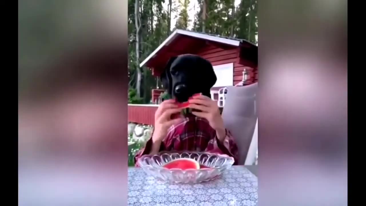 New Funny Animals, Funniest Cats and Dogs Videos 108